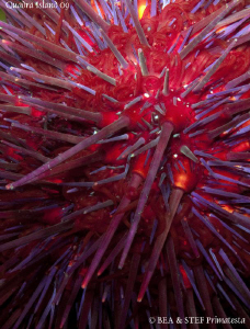 Red sea urchin. Quadra Island, BC. Canon G10. by Bea & Stef Primatesta 
